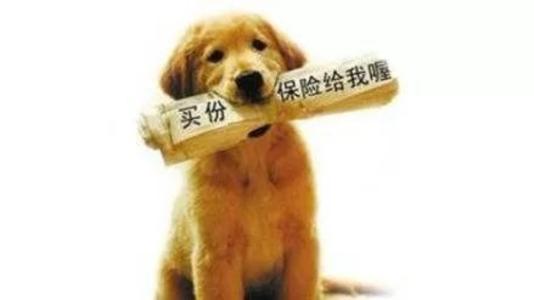寵物保險怎么挑選？有寵物的你確定不了解一下？