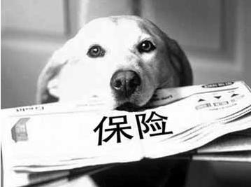 寵物保險怎么挑選？有寵物的你確定不了解一下？